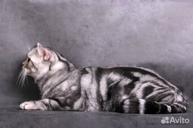 Вязка с британским котом Вязка с британским котом