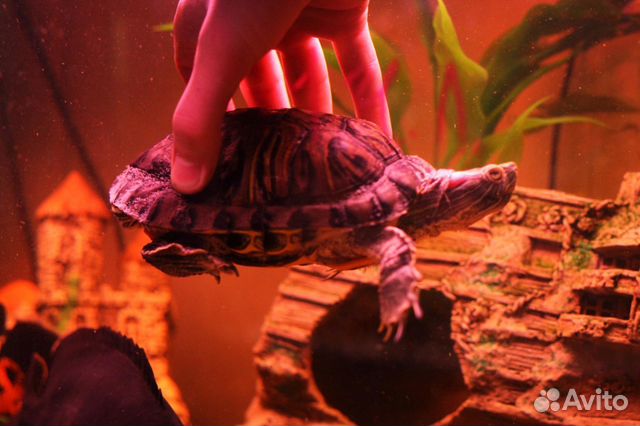 Краснаухая Черепаха с аквариумом