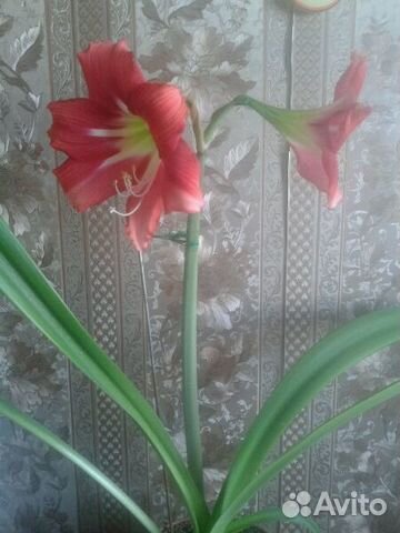 Лилия домашняя (гиппеаструм)
