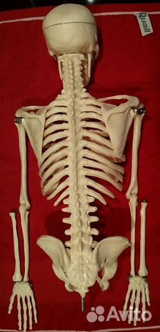 Модель скелета человека 85 см Модель скелета человека 85 см