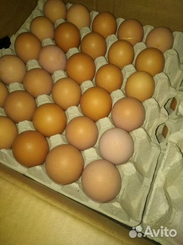 Инкубационное яйцо импорт купить на Зозу.ру - фотография № 1