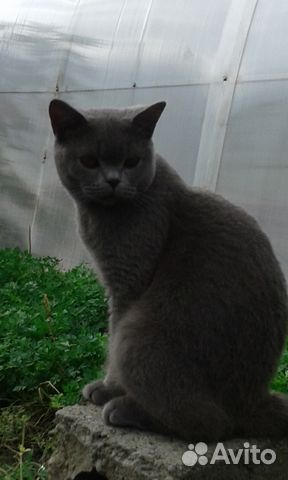Вязка с шотландским прямоухим котом купить на Зозу.ру - фотография № 3