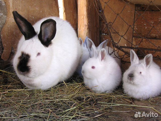 Кролики породы Фландр и Калифорнийские чистопородн купить на Зозу.ру - фотография № 4