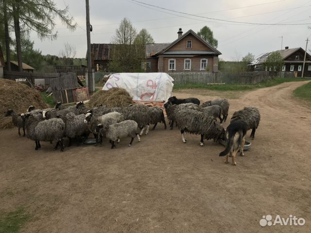 Овцы стадо купить на Зозу.ру - фотография № 1