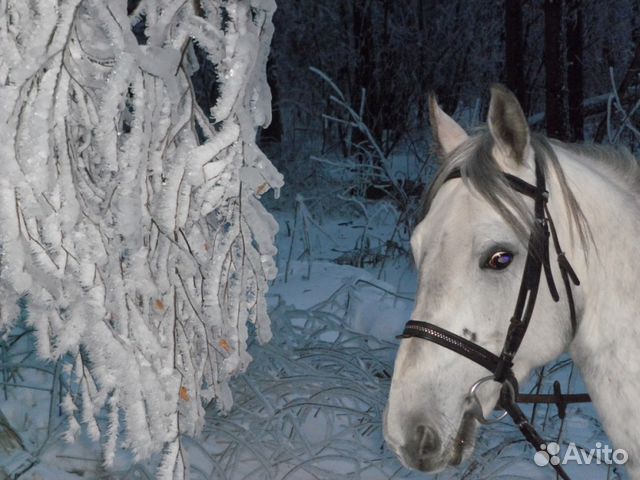 Лошади в Подмосковье 2 км от МКАД купить на Зозу.ру - фотография № 3