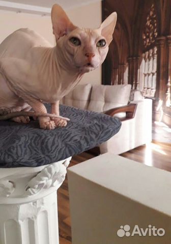 Кот на вязку Кот на вязку