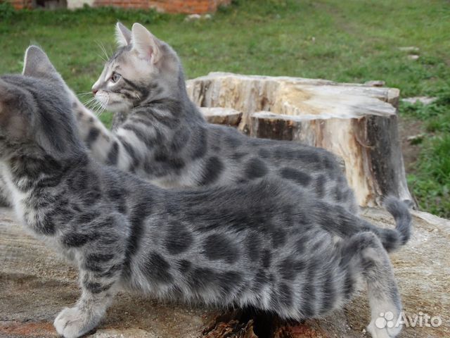 Серый Бенгальский Кот Фото