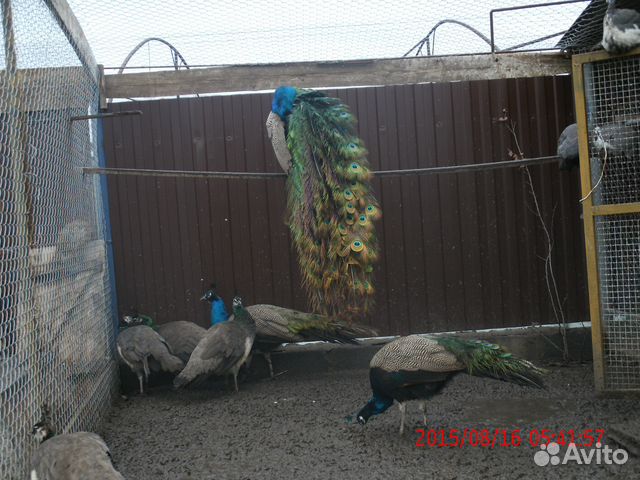 Павлины-фазаны купить на Зозу.ру - фотография № 1