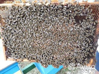 Пчелопакеты породы Карника в 2020 году купить на Зозу.ру - фотография № 2