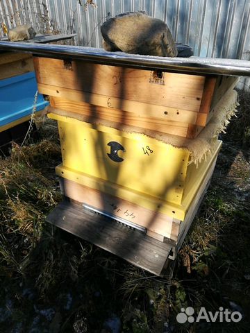 Пчелы породистые спокойные купить на Зозу.ру - фотография № 3