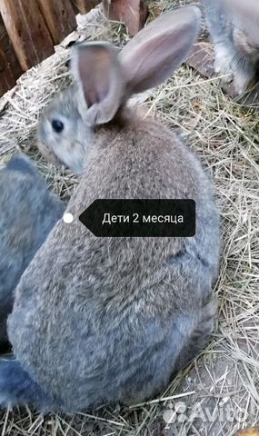 Кролики, можно мясом купить на Зозу.ру - фотография № 4