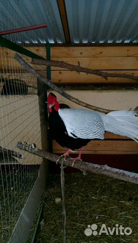 Серебристый фазан (лофура) купить на Зозу.ру - фотография № 1