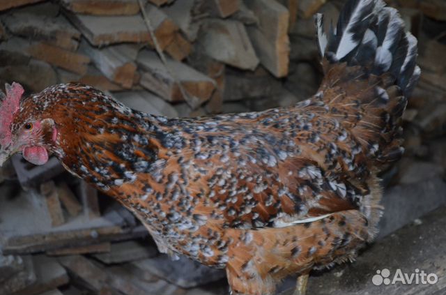 Цыплята помесь породной птицы купить на Зозу.ру - фотография № 4