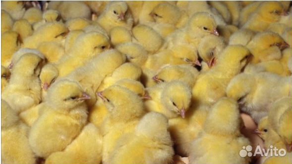 Инкубация цыплят купить на Зозу.ру - фотография № 1