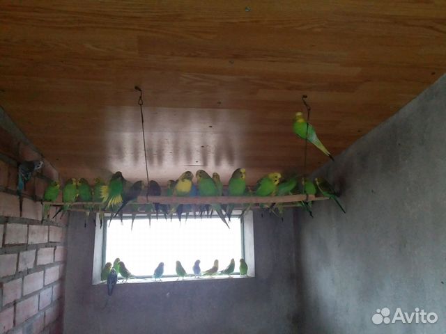 Волнистые попугаи оптом от разводчика купить на Зозу.ру - фотография № 1