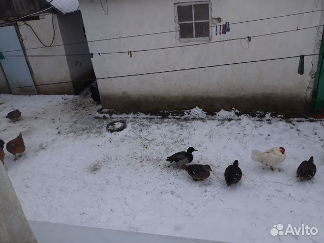 Подсадные утки купить на Зозу.ру - фотография № 1