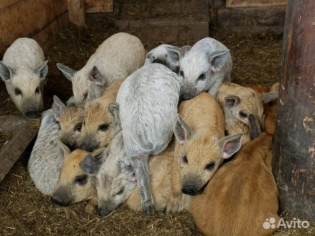 Венгерская Мангалица поросята