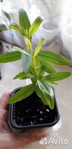 Комнатные растения Комнатные растения