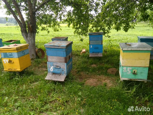 Купить Пчел В Волгоградской Области На Авито