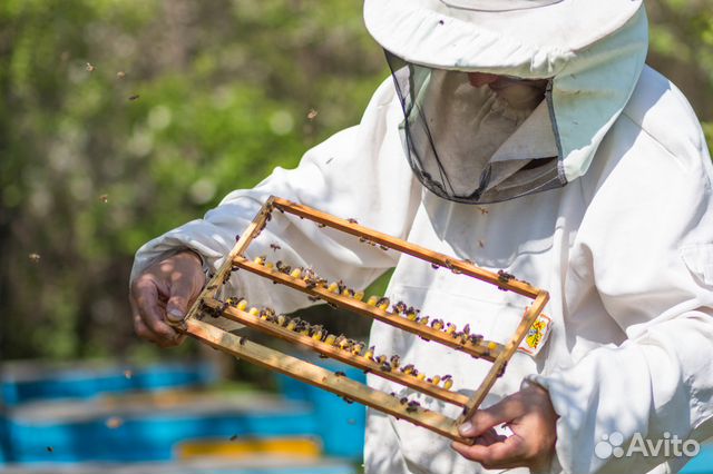 Пчеломатки и пчелопакеты на заказ купить на Зозу.ру - фотография № 5