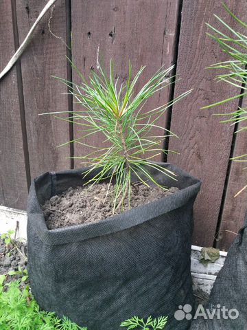 Саженец сибирского кедра, (кедр) 20-30см,уже4 года