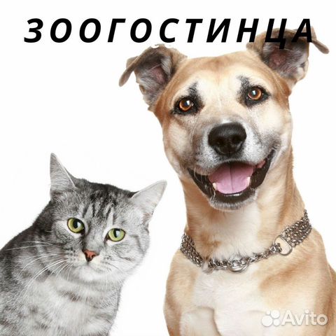 Зоогостиница / передержка Зоогостиница / передержка