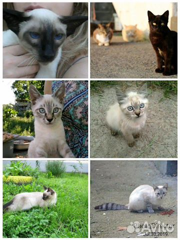 Отдам кошек купить на Зозу.ру - фотография № 4