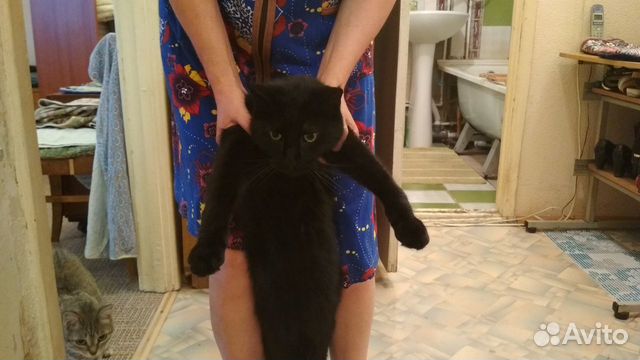 Чёрный кот Барсик купить на Зозу.ру - фотография № 1