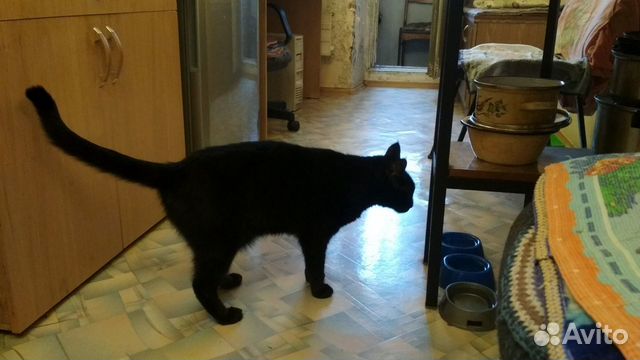 Чёрный кот Барсик купить на Зозу.ру - фотография № 2