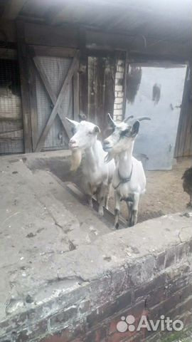 Продаются козы как можно быстрее купить на Зозу.ру - фотография № 3