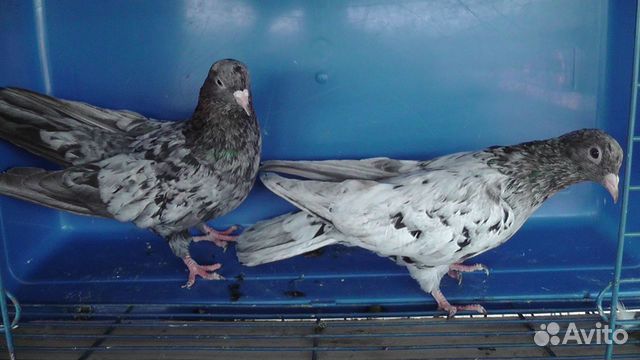 Продаются голуби мраморные бакинские купить на Зозу.ру - фотография № 1