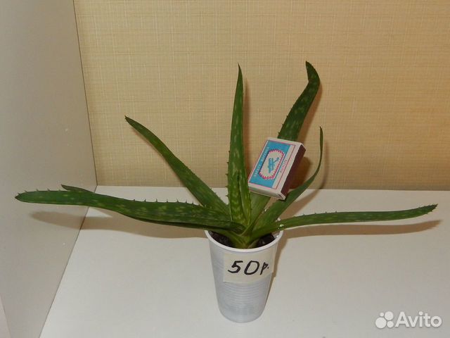 Алоэ вера в горшках и отростки,и алоэ древовидное Алоэ вера в горшках и отростки,и алоэ древовидное