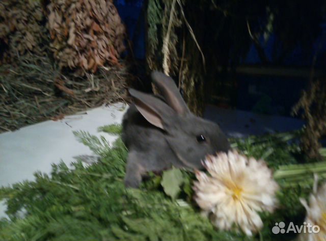 Кролики Рекс купить на Зозу.ру - фотография № 2