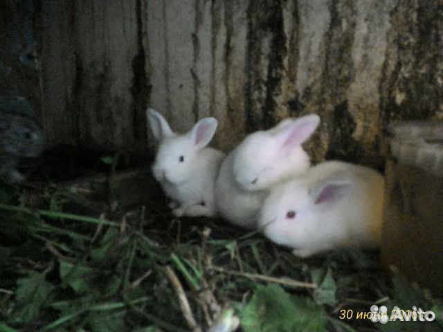Кролики обмен/продажа купить на Зозу.ру - фотография № 1