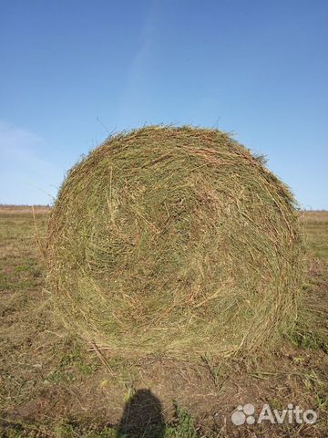 Сено люцерна