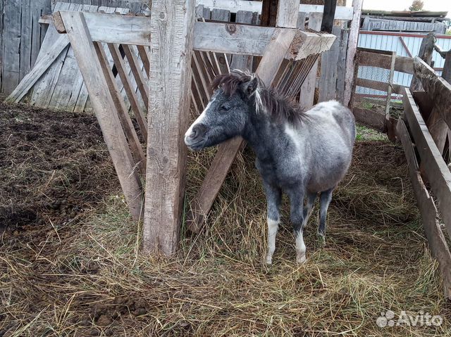 Продаю жеребушку шетлендской пони купить на Зозу.ру - фотография № 1