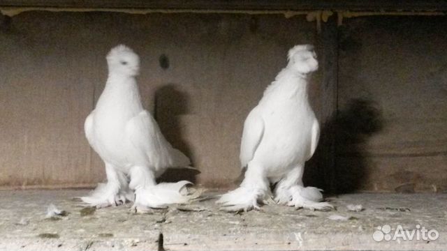 Узбекские и бакинские голуби купить на Зозу.ру - фотография № 2