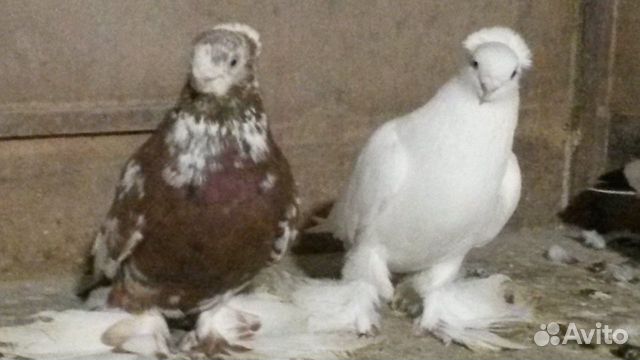 Узбекские и бакинские голуби купить на Зозу.ру - фотография № 3