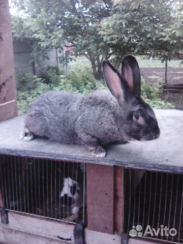 Кролики фландеры купить на Зозу.ру - фотография № 5
