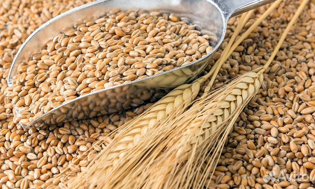 Продаю пшеница (зерно Натула) купить на Зозу.ру - фотография № 1