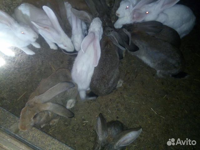 Продам кроликов порода Ризен купить на Зозу.ру - фотография № 6