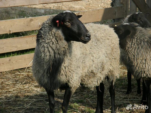 Овцы и Бараны Романовской породы купить на Зозу.ру - фотография № 4