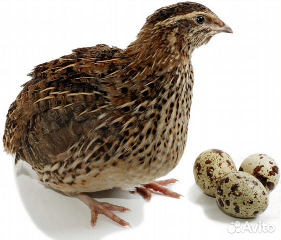 Инкубационные перепелиные яйца купить на Зозу.ру - фотография № 2