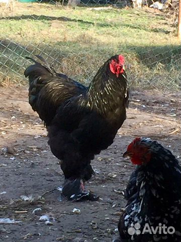 Петухи, куры, фазаны, цыплята, инкубационное яйцо купить на Зозу.ру - фотография № 2