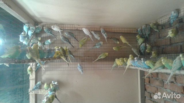 Попугаи волнистые (самки ) купить на Зозу.ру - фотография № 1