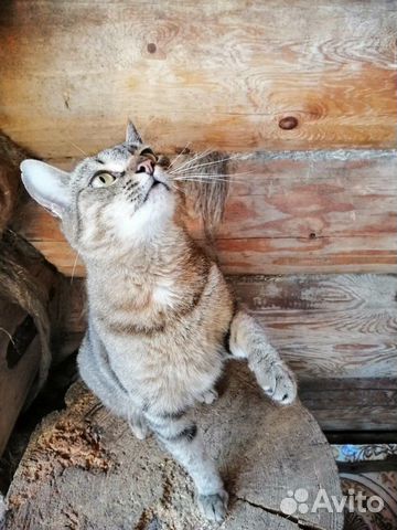 Метис европейской кошки в дар купить на Зозу.ру - фотография № 3