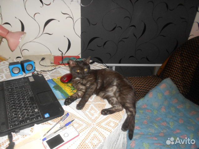 Кошка-доктор купить на Зозу.ру - фотография № 1