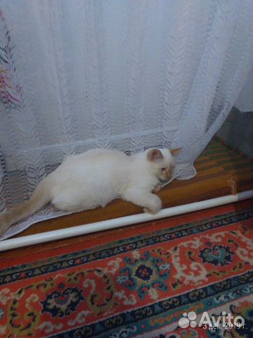 Тайский кот солнечного окраса (крем пойнт) купить на Зозу.ру - фотография № 5