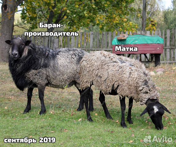 Племенные овцы с документами купить на Зозу.ру - фотография № 6