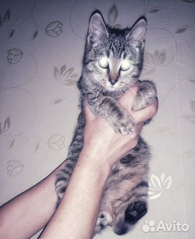 Молодой котик в хорошие руки купить на Зозу.ру - фотография № 3